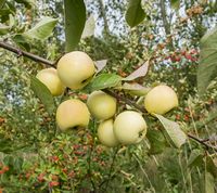 Malus Sieversii apple